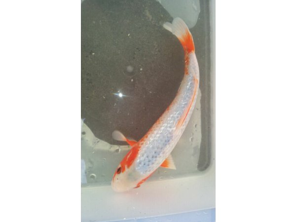 foto nr. 1 van deze Koi Asagi , 