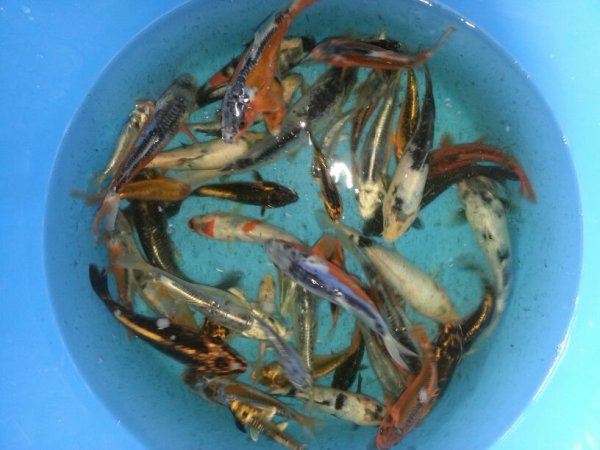 foto nr. 1 van deze Koi Overige , 