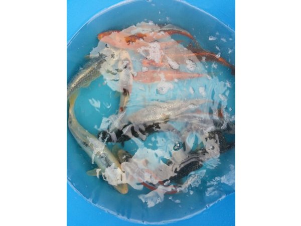 foto nr. 2 van deze Koi Overige , 