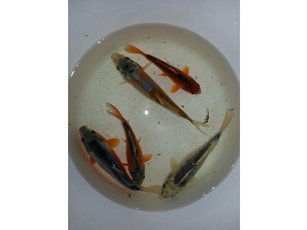 foto nr. 3 van deze Koi Overige , 