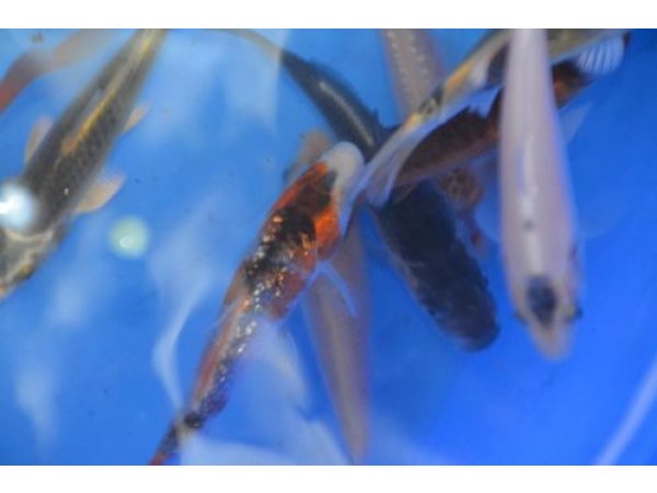 foto nr. 7 van deze Koi Overige , 