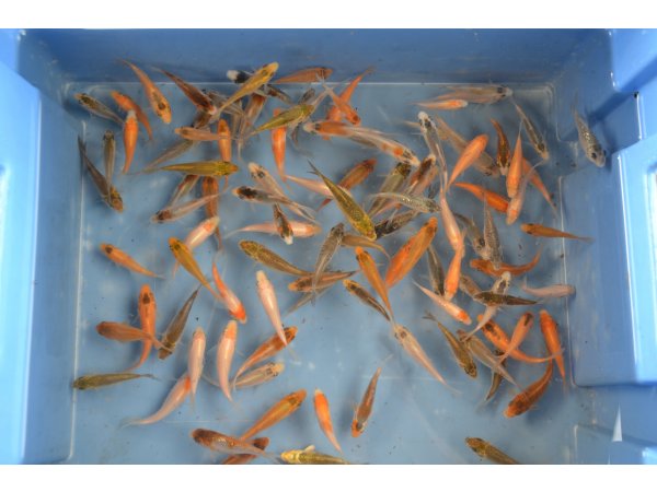 foto nr. 1 van deze Koi Overige , 