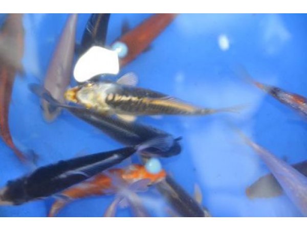 foto nr. 10 van deze Koi Overige , 