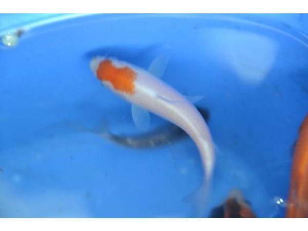 foto nr. 8 van deze Koi Overige , 