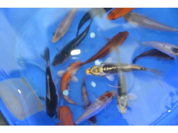 foto nr. 9 van deze Koi Overige , 