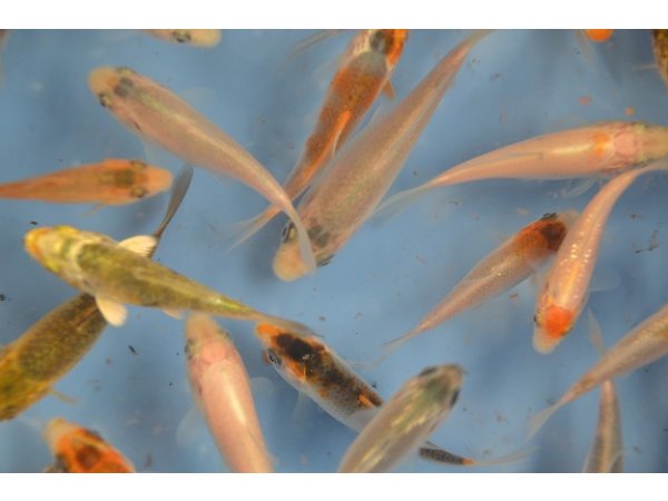 foto nr. 4 van deze Koi Overige , 