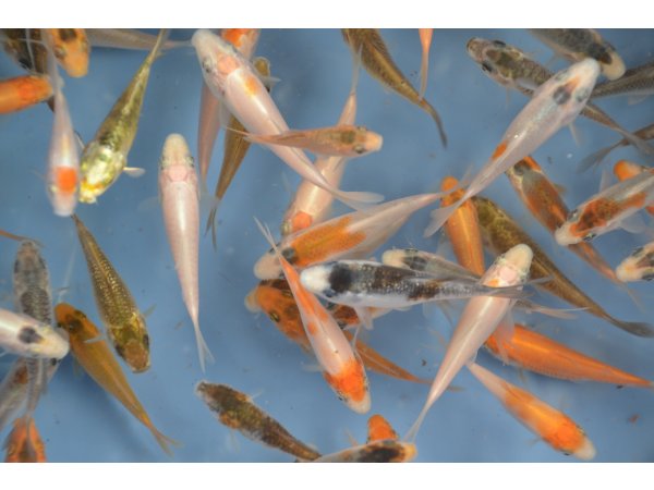 foto nr. 2 van deze Koi Overige , 