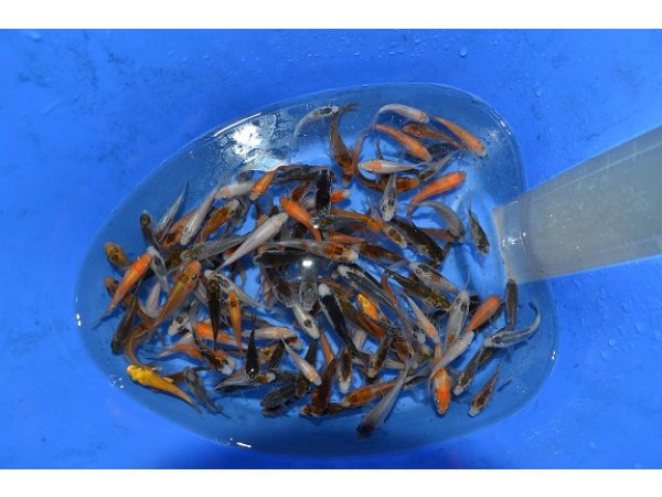 foto nr. 3 van deze Koi Overige , 