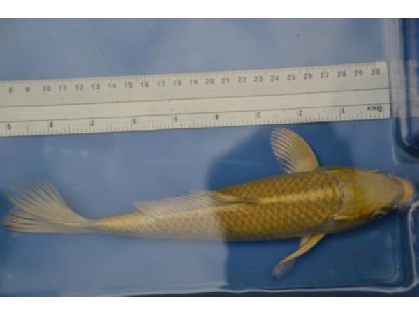 foto nr. 3 van deze Koi Overige , 