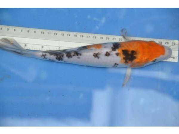 foto nr. 2 van deze Koi Overige , 