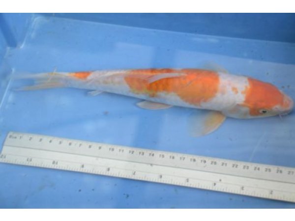 foto nr. 1 van deze Koi Overige , 