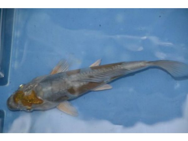 foto nr. 6 van deze Koi Overige , 