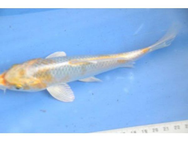 foto nr. 5 van deze Koi Overige , 