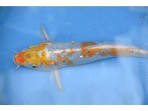 foto nr. 4 van deze Koi Overige , 