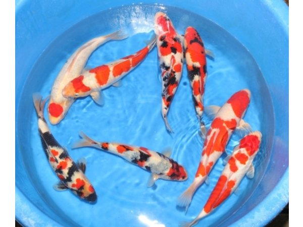 foto nr. 1 van deze Koi Overige , 