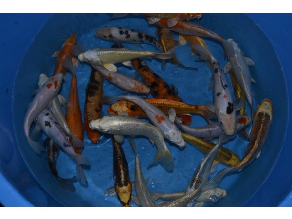 foto nr. 2 van deze Koi Overige , 