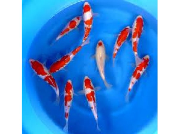 foto nr. 3 van deze Koi Overige , 