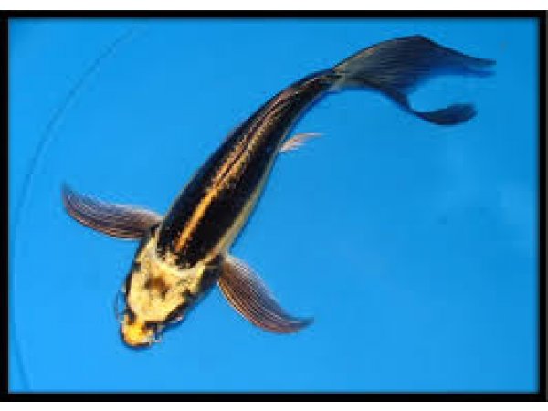 foto nr. 4 van deze Koi Overige , 