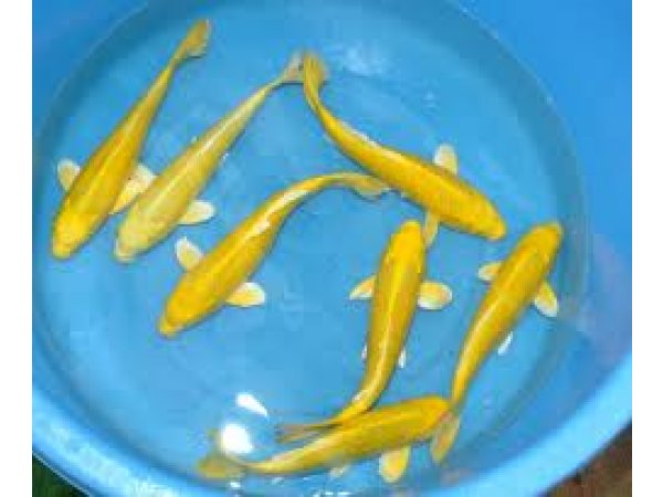 foto nr. 6 van deze Koi Overige , 