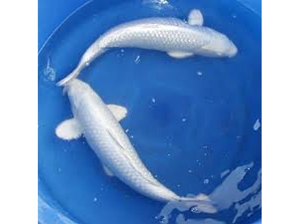 foto nr. 5 van deze Koi Overige , 