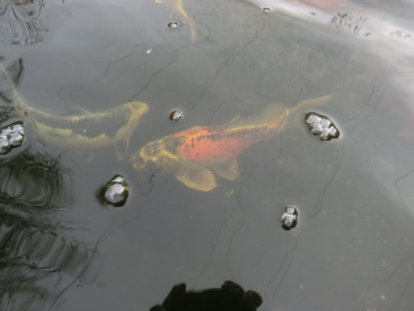 foto nr. 8 van deze Toebehoren Overige , 