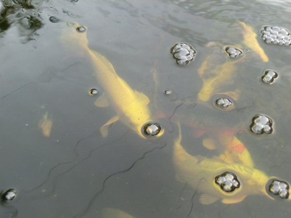 foto nr. 6 van deze Toebehoren Overige , 