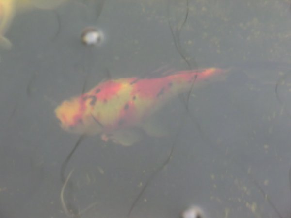 foto nr. 7 van deze Toebehoren Overige , 