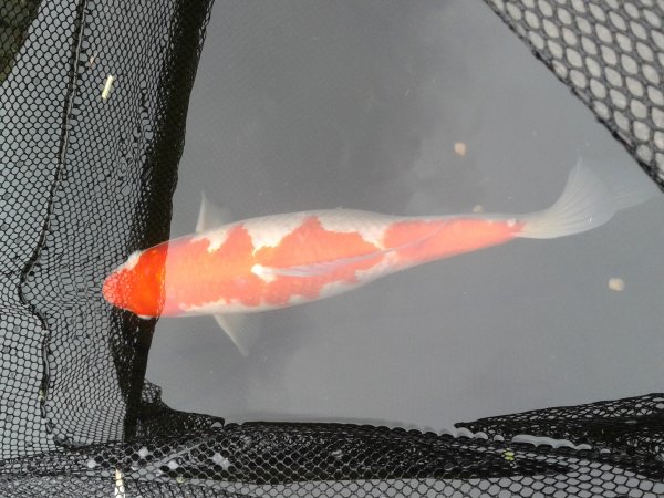 foto nr. 2 van deze Koi Overige , 