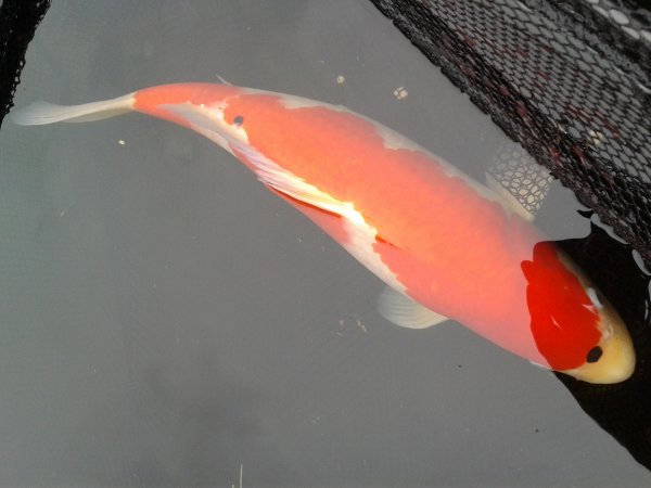 foto nr. 3 van deze Koi Overige , 