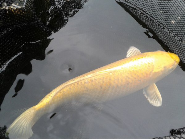 foto nr. 1 van deze Koi Overige , 