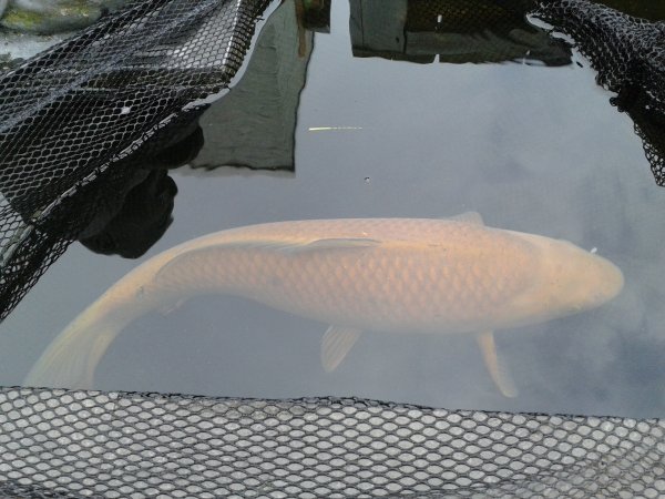 foto nr. 4 van deze Koi Overige , 