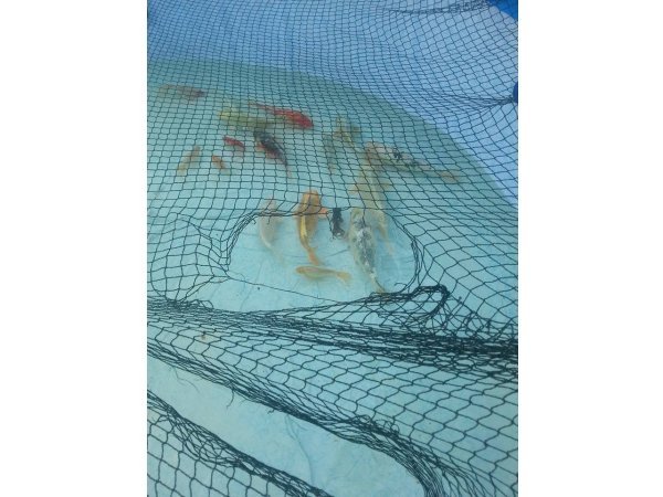 foto nr. 2 van deze Koi Overige , 