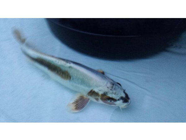 foto nr. 3 van deze Koi Overige , 