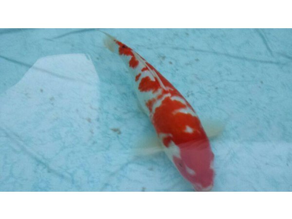 foto nr. 1 van deze Koi Overige , 