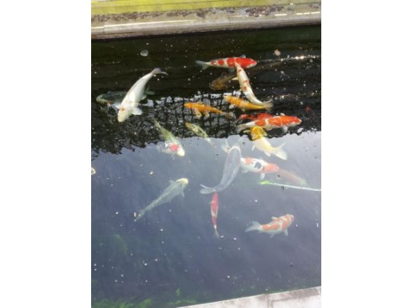 foto nr. 2 van deze Toebehoren Filters , 