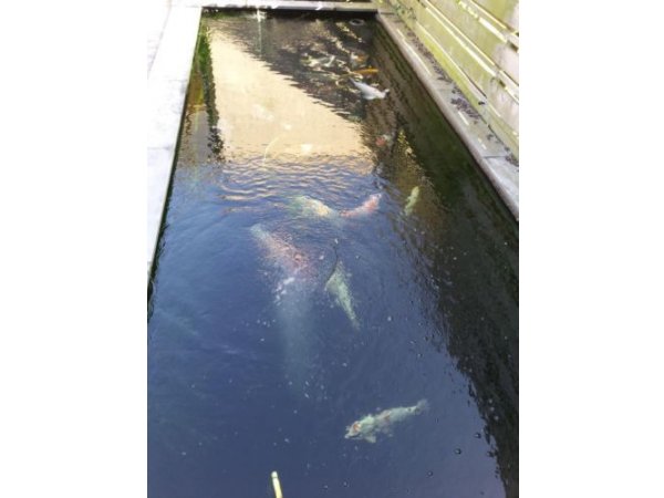 foto nr. 3 van deze Toebehoren Filters , 