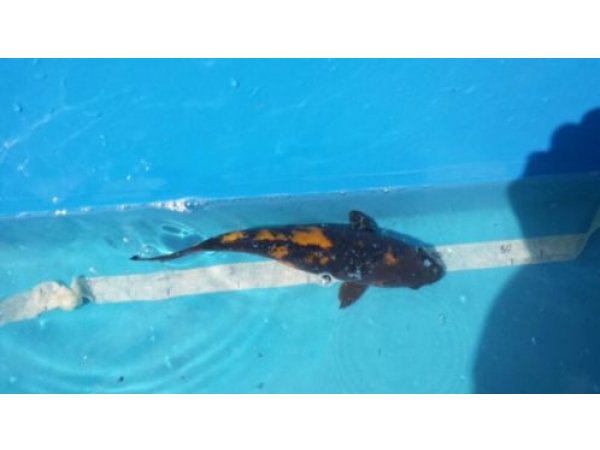 foto nr. 1 van deze Koi Ki Utsuri , 