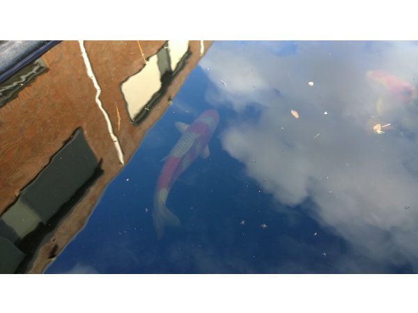 foto nr. 4 van deze Koi Overige , 