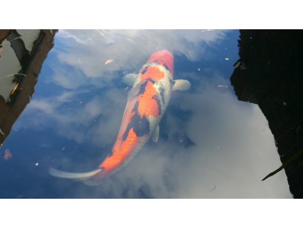 foto nr. 6 van deze Koi Overige , 