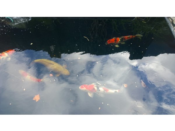 foto nr. 2 van deze Koi Overige , 