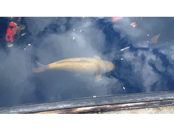 foto nr. 3 van deze Koi Overige , 