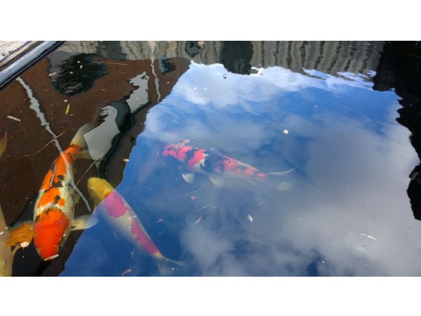 foto nr. 7 van deze Koi Overige , 