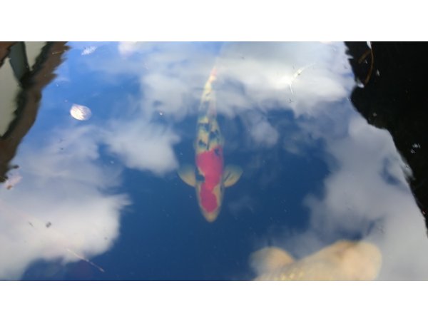 foto nr. 8 van deze Koi Overige , 