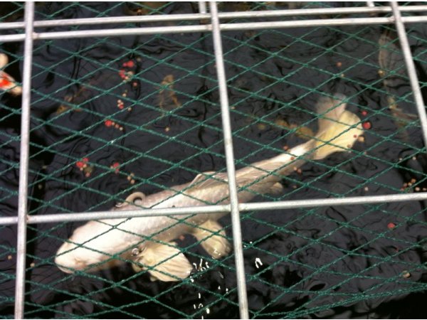 foto nr. 2 van deze Koi Overige , 