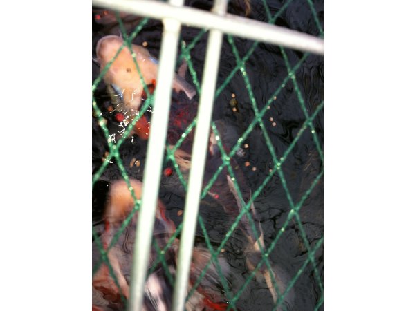 foto nr. 5 van deze Koi Overige , 