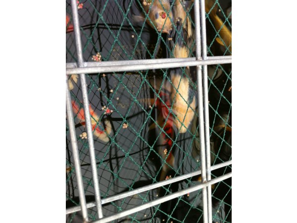 foto nr. 6 van deze Koi Overige , 