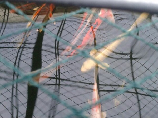 foto nr. 4 van deze Koi Overige , 