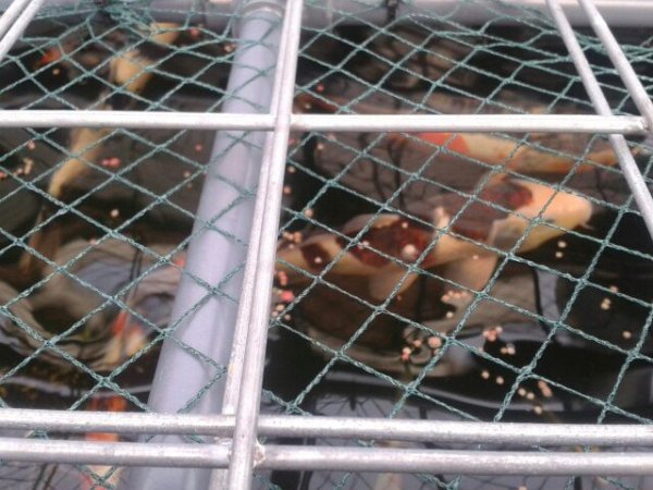 foto nr. 7 van deze Koi Overige , 