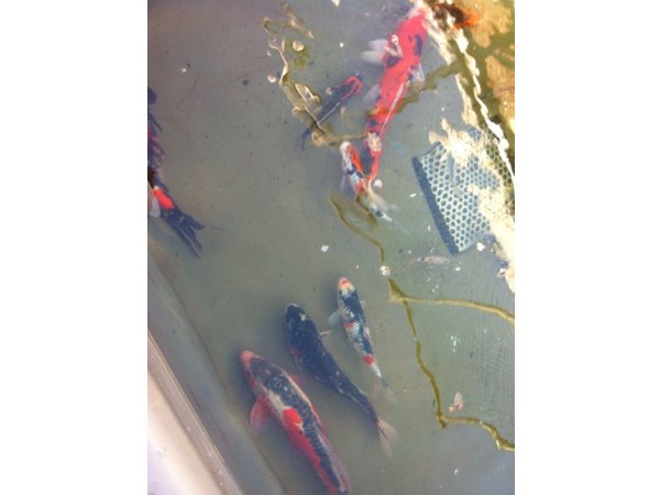 foto nr. 3 van deze Koi Overige , 