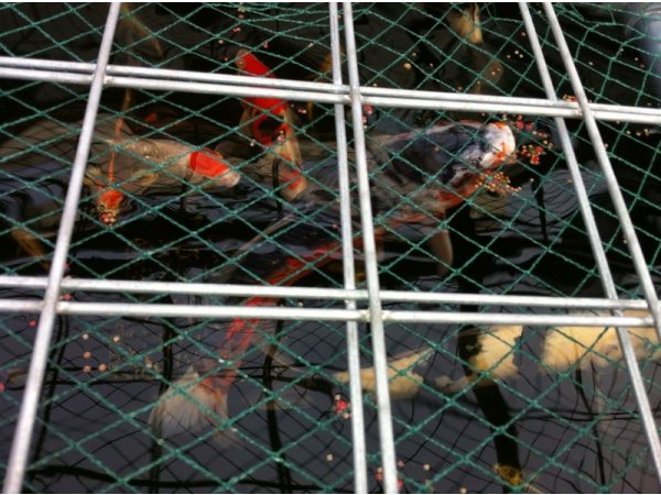 foto nr. 1 van deze Koi Overige , 